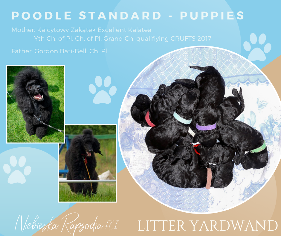 Litter Yardwand, poodle standard black