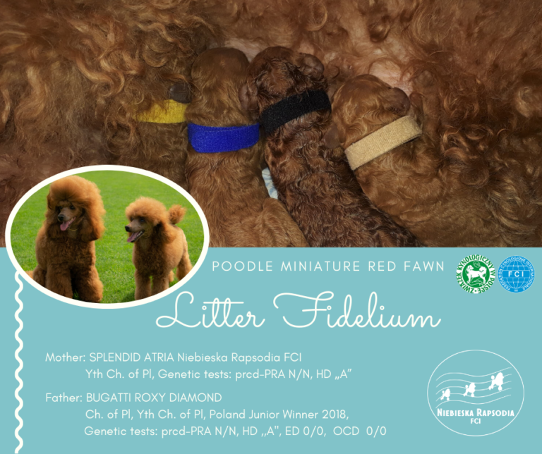 Miniature poodle red fawn puppies